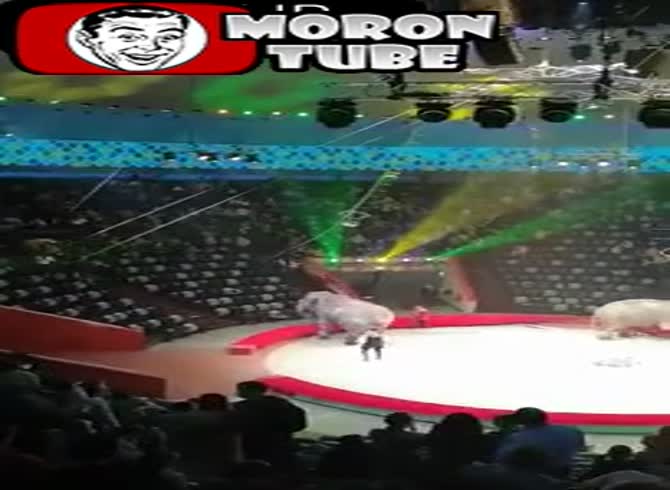 Video :A fight breaks out between two elephants during a Russian circus performance